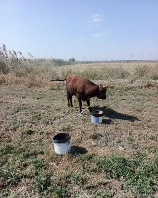 Продаются бычки по низким ценам 1