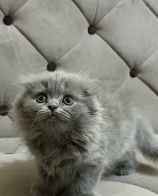 Scottish Fold va Scottish Straight mushukchalari sotiladi 1