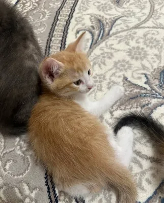 Котенки.Отдам бесплатно 1