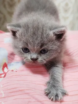 Katta hajmdagi porno