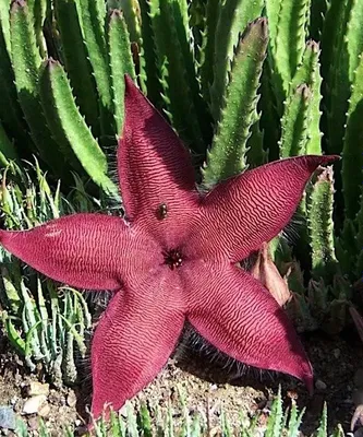 Стапелия (Stapelia) — 20 см 1