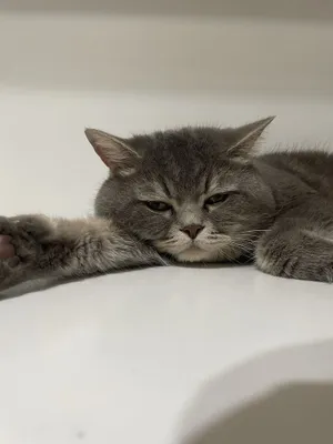 Британский котёнок 1