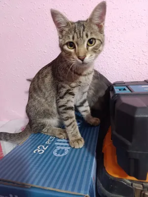 mushukcha 1