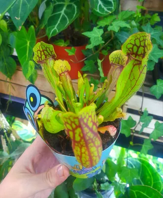Marun saratseniya 1