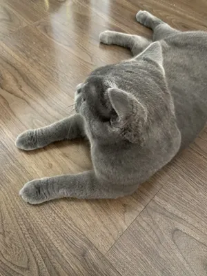 Вязка кошака, вязка кошки 1