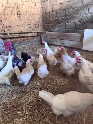 Продаются домашние куры 1
