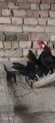Продаются японские петухи 1