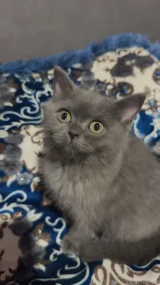 Котёнок скоттиш-страйт 1