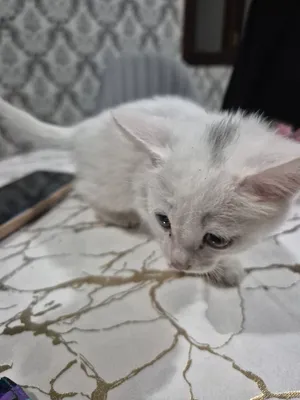 Qiz bilan jinsiy aloqa ari bel bilan video Italiyalik jinsiy aloqa usuli