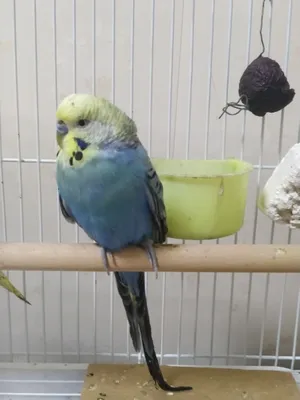 To‘lqinsimon to‘tiqushlar sotiladi