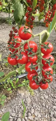 Gilos pomidorlari, cherry pomidorlari ulgurji va chakana sotiladi 1