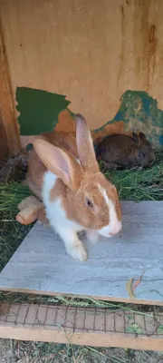 Oila quyonla sotiladi 1