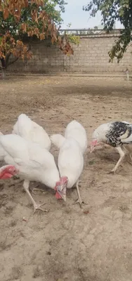 Big 6 kurkalar sotiladi 1