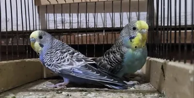 Totiqush sotiladi 1