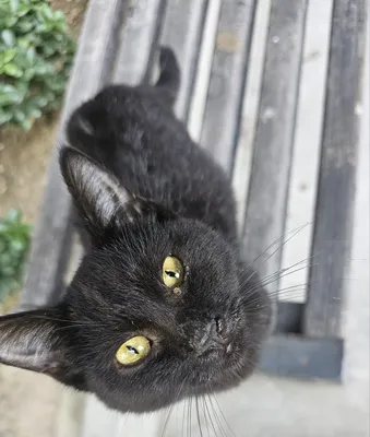 Чёрная кошка котёнок в Добрые Руки! 1