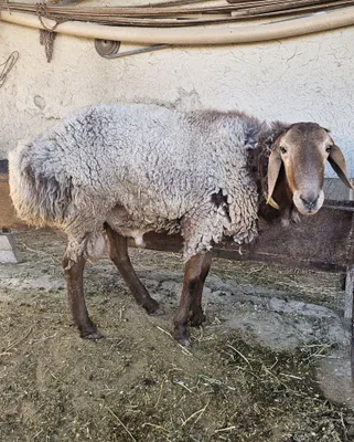 Продаётся баран 1