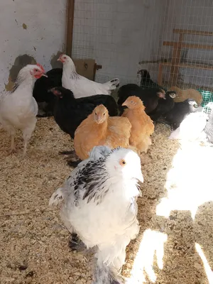 Продаются цыплята и яйца кур породы брама 8
