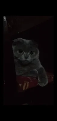 скотиш фолд шотландский 1