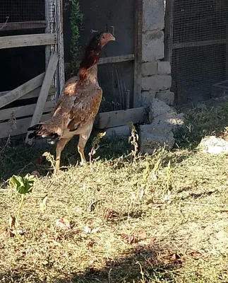 Dakan tovuq sotiladi zotli 1