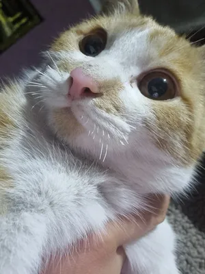 It uslubidagi porno Chiroyli sexy dumbalar