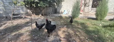 Xonaki qora tovuq tuxumda 1