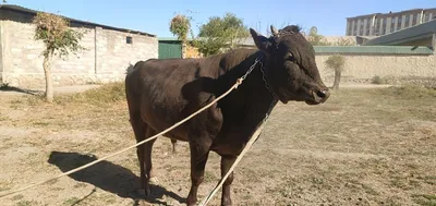 Продаётся молодой бык 1