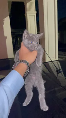 кошка 1