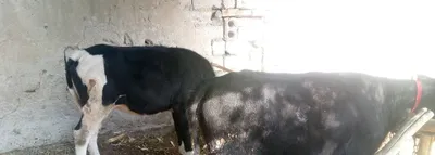 Mol sotiladi sogʻlom 1