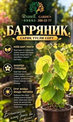 Канадский багряник новый сорт 1