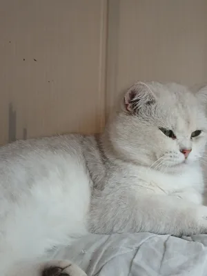 Британская серебристая шиншилла, страйт, для вязки 1