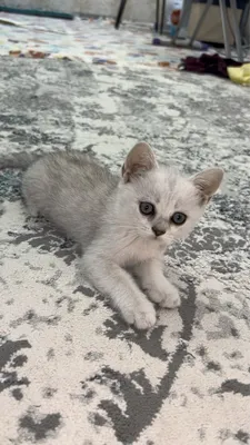 Котяты серебрыстая шиншила 1