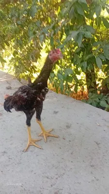 Корейский о шамо 1