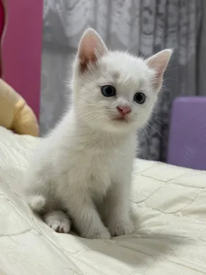 Продаются Котята породы Турецкая ангора. 1