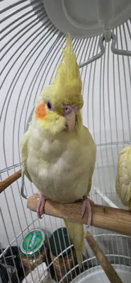 Редкие птенцы кореллы 1