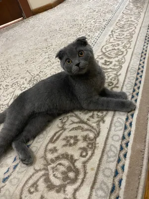 Notanish porno sahnasi bilan uchrashuv