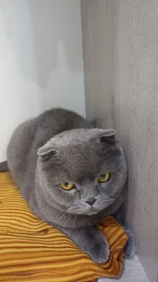 Scottish Fold mushugi sotiladi