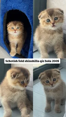 Кошки породы шотландская вислоухая 1