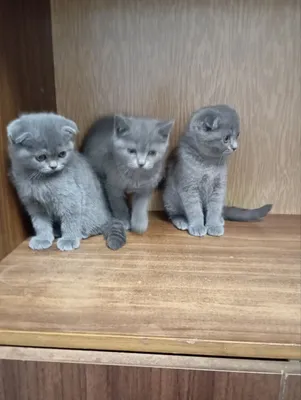 VK xotini va qoshnisi porno