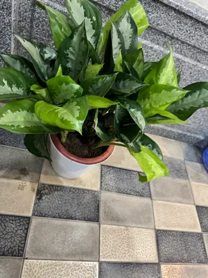 Aglaonema Silver Bay 1