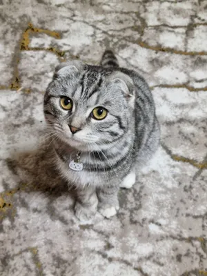 Mushuk (Scottish Fold) sotiladi 1