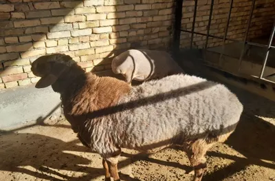 Кучкор сотилади оладиганла булса 1