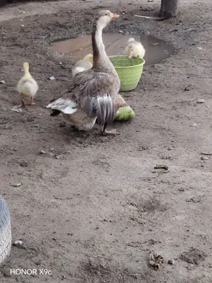 Assalamu alaykum goz bolalari bilan sotamiz 3 ta bolasi bor 1 oyliy Ma