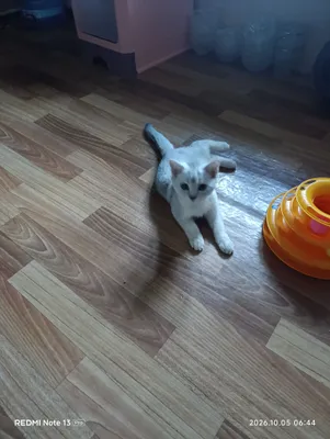 ШОТЛАНДСКИЙ СТРАЙТ 1