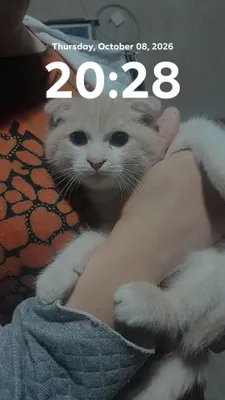 Породистый котёнок жёлтого окраса, домашний... 1