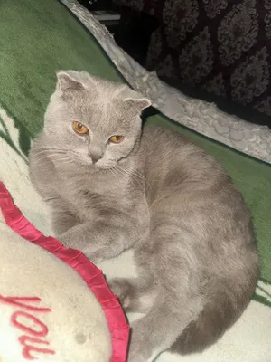 Jinsiy mashqlar video