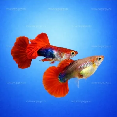 Akvarium baliqlari GUPPI «qizil atirgul»