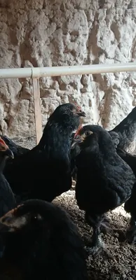 Qora paypoli soqoli joja tovuqlar 1