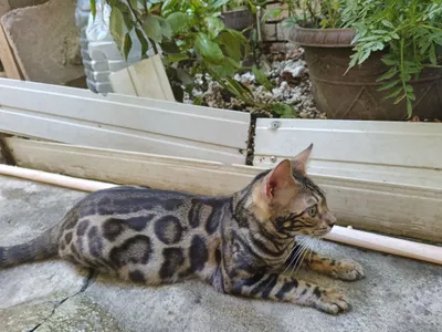 Котёнок Бенгал 5 мес 1