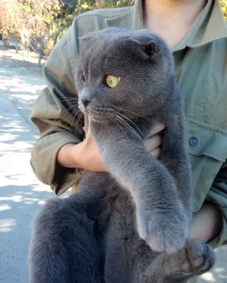 Веслоухая кошка веселая