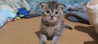 Котята веслоухию 1